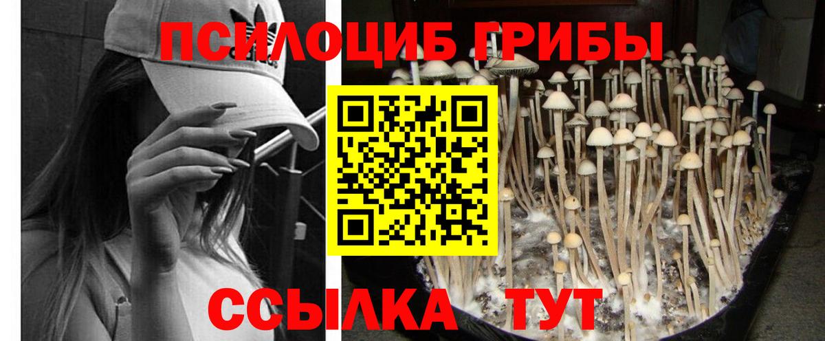 Псилоцибиновые грибы Magic Shrooms  Вход с VPN  Михайловск  Галлюциногенные грибы прущие грибы 